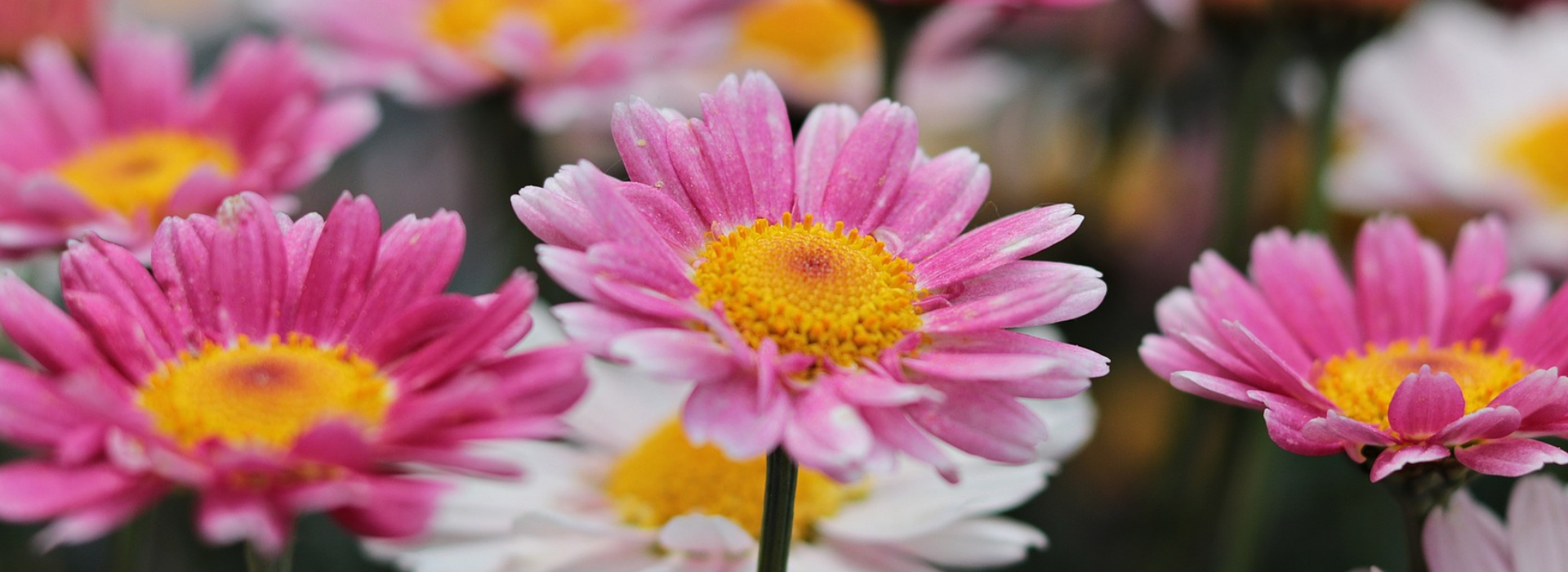 Kirkland en fleurs 2022